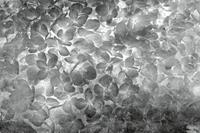 Dimex Apple Tree Abstract II Fotobehang 375x250cm 5-banen