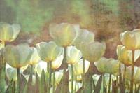 Dimex White Tulips Abstract Fotobehang 375x250cm 5-banen
