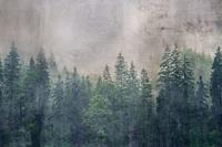 Dimex Forest Abstract Fotobehang 375x250cm 5-banen