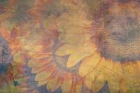 Dimex Sunflower Abstract Fotobehang 375x250cm 5-banen