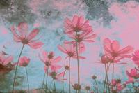 Dimex Pink Flower Abstract Fotobehang 375x250cm 5-banen