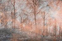Dimex Colorful Forest Abstract Fotobehang 375x250cm 5-banen