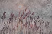 Dimex Reed Abstract Fotobehang 375x250cm 5-banen