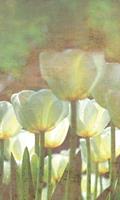 Dimex White Tulips Abstract Fotobehang 150x250cm 2-banen