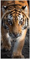 Carbotex strandlaken tijger 140 x 70 cm katoen oranje/grijs