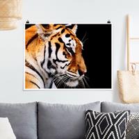 Klebefieber Poster Tiger Schönheit