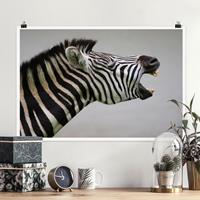 Klebefieber Poster Brüllendes Zebra
