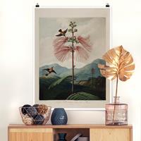 Klebefieber Poster Botanik Vintage Illustration Blüte und Kolibri