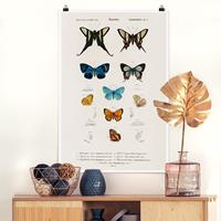 Klebefieber Poster Vintage Lehrtafel Schmetterlinge I
