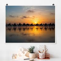 Klebefieber Poster Kamele im Sonnenuntergang