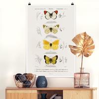 Klebefieber Poster Vintage Lehrtafel Schmetterlinge II