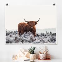 Klebefieber Poster Bison in den Highlands