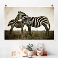 Klebefieber Poster Zebrapaar