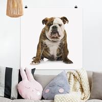 Klebefieber Poster Bulldogge