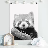 Klebefieber Poster Roter Panda in Schwarz-weiß