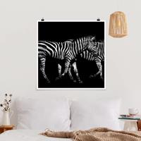 Klebefieber Poster Zebra vor Schwarz