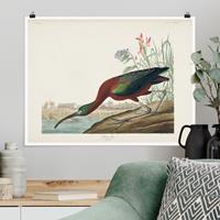 Klebefieber Poster Vintage Lehrtafel Brauner Ibis