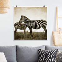 Klebefieber Poster Zebrapaar