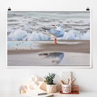 Klebefieber Poster Möwe am Strand vor Meer