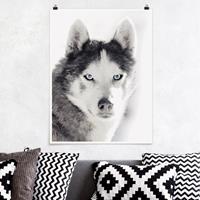 Klebefieber Poster Husky Portrait