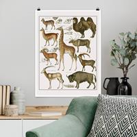 Klebefieber Poster Vintage Lehrtafel Giraffe, Kamel und Lama