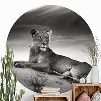 Klebefieber Runde Fototapete selbstklebend Resting Lion