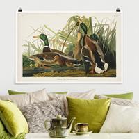 Klebefieber Poster Vintage Lehrtafel Enten