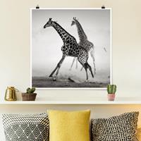 Klebefieber Poster Giraffenjagd