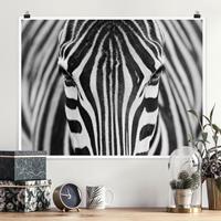 Klebefieber Poster Zebra Look