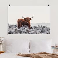 Klebefieber Poster Bison in den Highlands