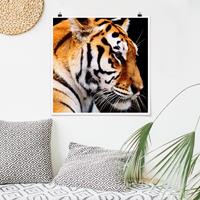 Klebefieber Poster Tiger Schönheit