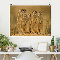 Klebefieber Poster Meerkat Family