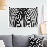 Klebefieber Poster Zebra Look