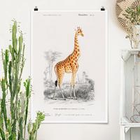 Klebefieber Poster Vintage Lehrtafel Giraffe