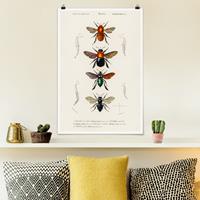 Klebefieber Poster Vintage Lehrtafel Insekten