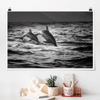 Klebefieber Poster Zwei springende Delfine