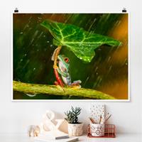 Klebefieber Poster Ein Frosch im Regen