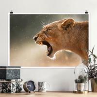 Klebefieber Poster Löwin auf der Jagd