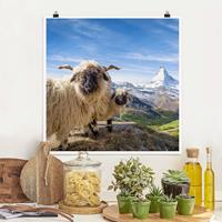 Klebefieber Poster Schwarznasenschafe von Zermatt