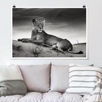 Klebefieber Poster Resting Lion