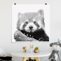 Klebefieber Poster Roter Panda in Schwarz-weiß