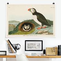 Klebefieber Poster Vintage Lehrtafel Papageientaucher