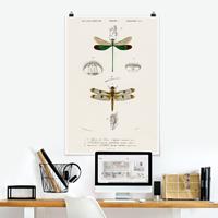 Klebefieber Poster Vintage Lehrtafel Libellen