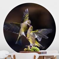 Klebefieber Runde Fototapete selbstklebend Küssende Kolibris