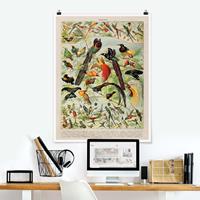 Klebefieber Poster Vintage Lehrtafel Paradiesvögel