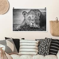 Klebefieber Poster Lurking Lionbaby
