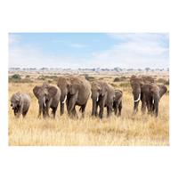 Bellatio Dieren Kinderkamer Poster Afrikaanse Olifanten Op Savanne 84 X 59 Cm - Posters