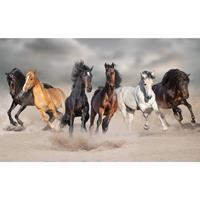 Bellatio Decorations Poster paarden galopperend in het zand 84 x 52 cm -