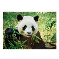 Bellatio Dieren Kinderkamer Poster Panda / Reuzenpanda 84 X 59 Cm - Posters