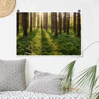Klebefieber Poster Sonnenstrahlen in grünem Wald